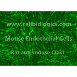 Endothelial Nitric Oxide Synthase Knockout Mouse Primary Artery Endothelial Cells